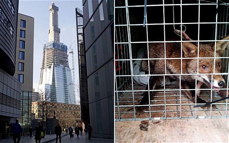 欧洲在建最高大厦惊现狐狸 被鸡诱捕放逐伦敦桥