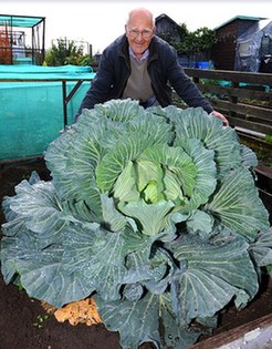 英退休老人种出25斤巨型卷心菜 传授施肥秘方