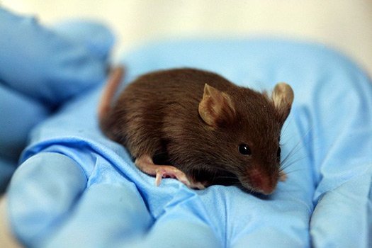 美科学家用老鼠实验证实：输入年轻血液可“返老还童”