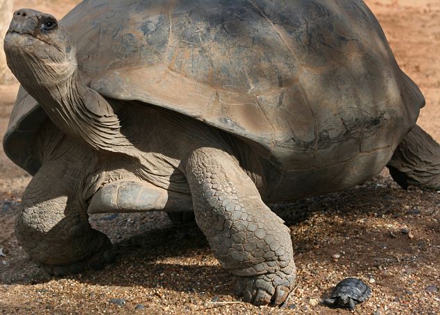 十年努力成正果 澳动物园成功孵化稀有象龟