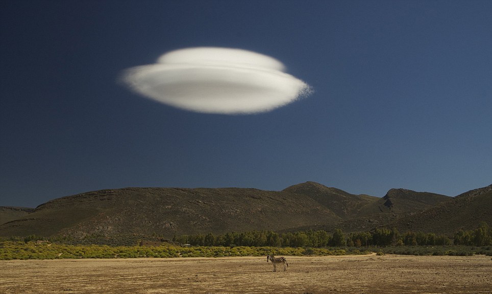 国家地理年度图片精选:不羁的猞猁 云做的飞碟