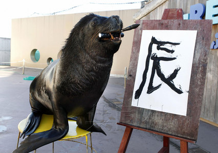 日本海狮苦练书法 口叼毛笔题字迎新年