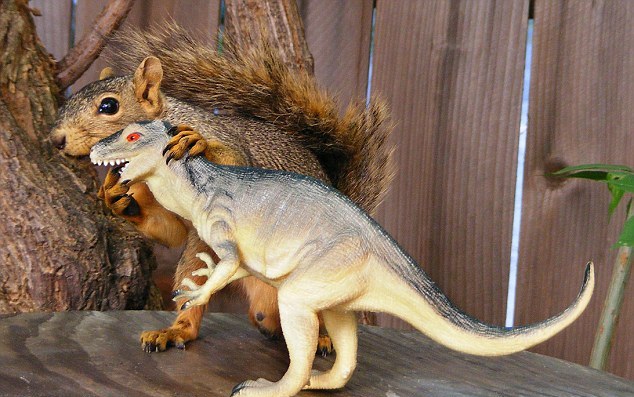 图:小松鼠爱上塑料霸王龙 又亲又抱真逗乐