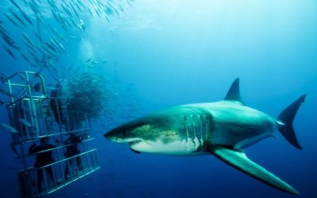 英摄影师海中玩命 拍下大白鲨微笑照