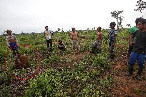 野生猩猩遭悬赏捕杀 母猩猩紧急关头紧抱幼子