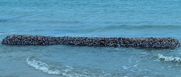 冰岛百年水怪今日终现身？盘点幽蓝世界诡异“怪兽”