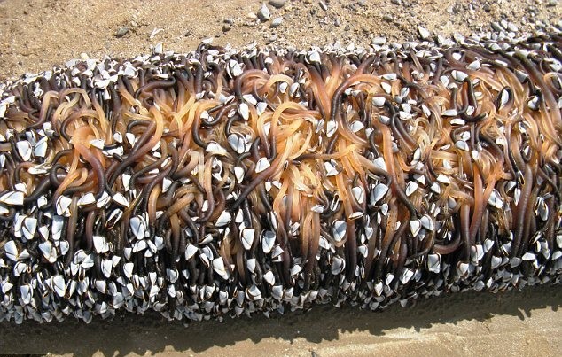 冰岛百年水怪今日终现身？盘点幽蓝世界诡异“怪兽”