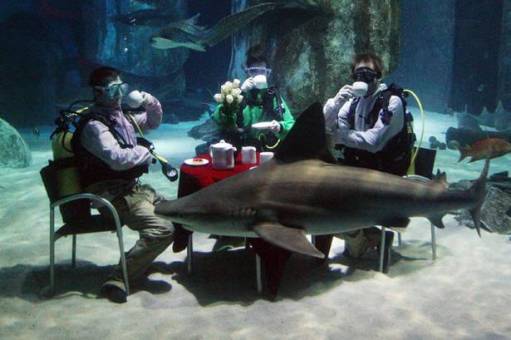 伦敦潜水员水下开茶话会 鲨鱼贴身伴游