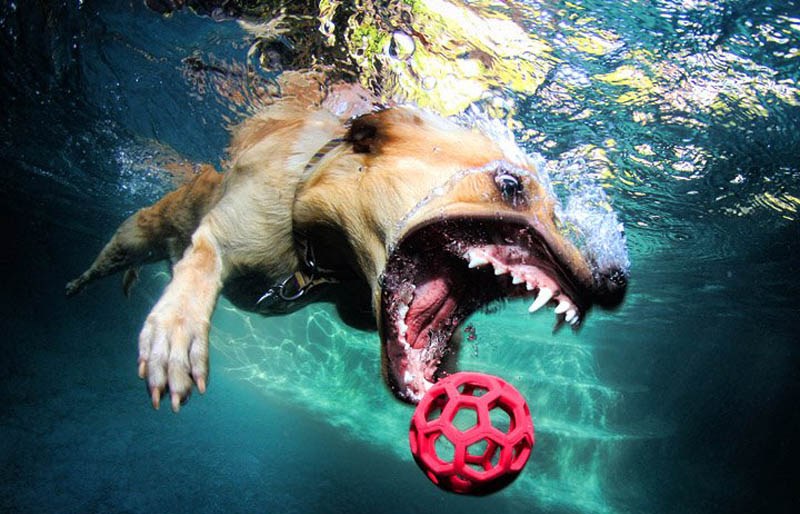 宠物犬入水衔球秀真实版狗刨 呲牙咧嘴妙趣横