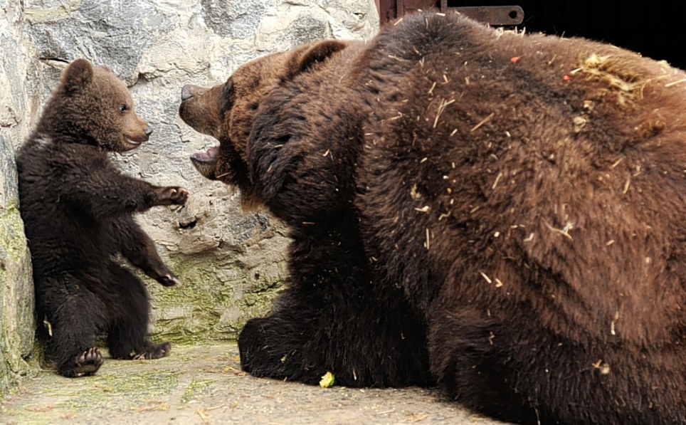 先惩罚后抚慰乌克兰母棕熊教育熊仔酷似人类