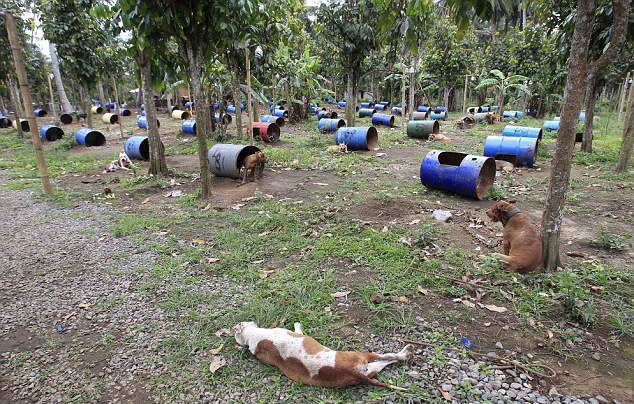 菲律宾警方突袭非法斗狗场 逮捕8名韩国嫌犯解