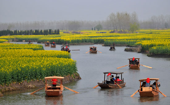 江苏兴化:油菜花开醉游人