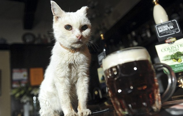 英酒吧猫咪活过百岁 好性情、闻麦芽酒味助其