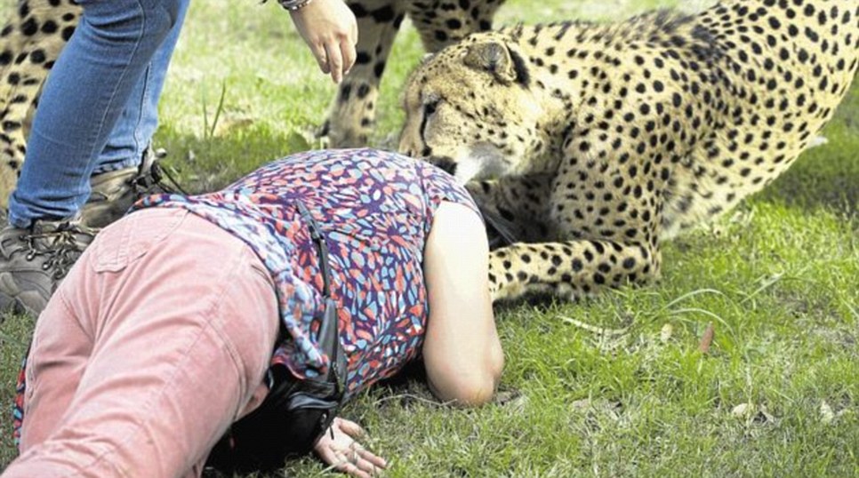 英国女子南非动物园上演豹口脱险惊魂记