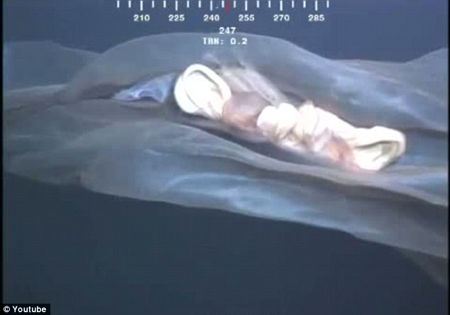 罕见水母抑或鲸胎盘? 深海水下摄像机拍到神秘