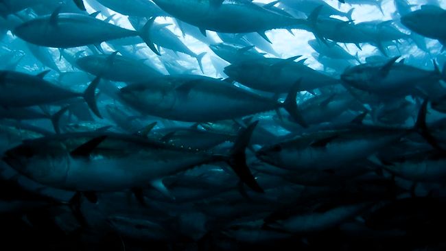 美国西海岸首次发现大量迁徙鱼携带日本核辐射