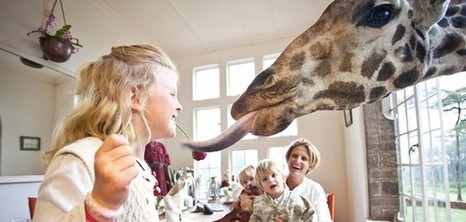 肯尼亚长颈鹿主题酒店萌翻天 游客可与其同吃同住