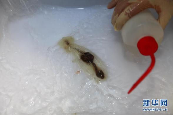 “蛟龙”号结束7000米级海试第三次下潜 从海底带回生物样品