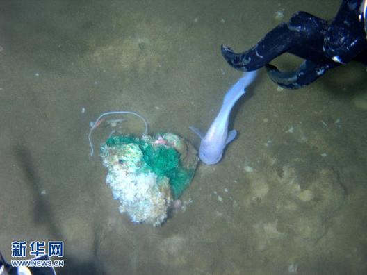 “蛟龙”号在7062米海底发现多种生物