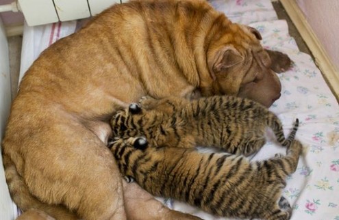 初生虎宝宝被沙皮狗领养 非亲母子也情深