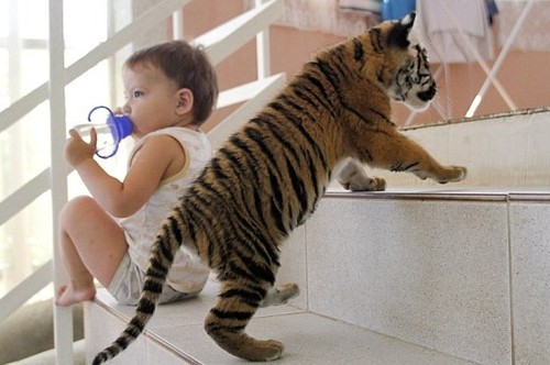 初生虎宝宝被沙皮狗“领养” 非亲母子也情深