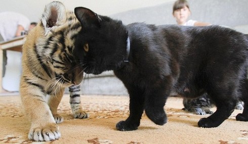 初生虎宝宝被沙皮狗“领养” 非亲母子也情深