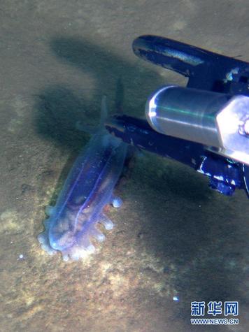 “蛟龙”探深海 7000米海试发现11种新物种