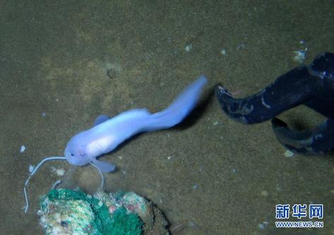 “蛟龙”探深海 7000米海试发现11种新物种