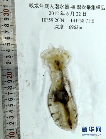 “蛟龙”探深海 7000米海试发现11种新物种