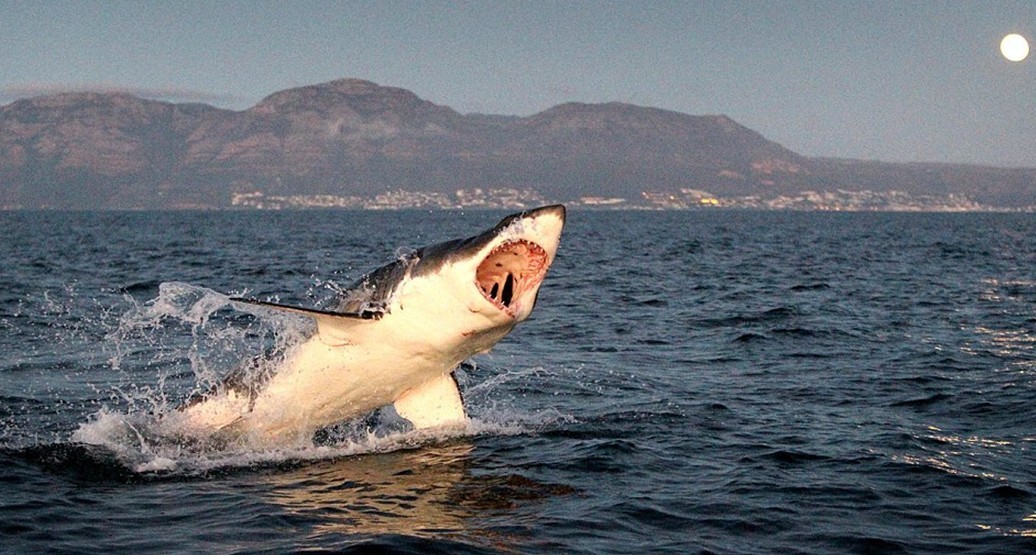 大白鲨为美食大餐不惜代价 追咬海豹利牙崩断