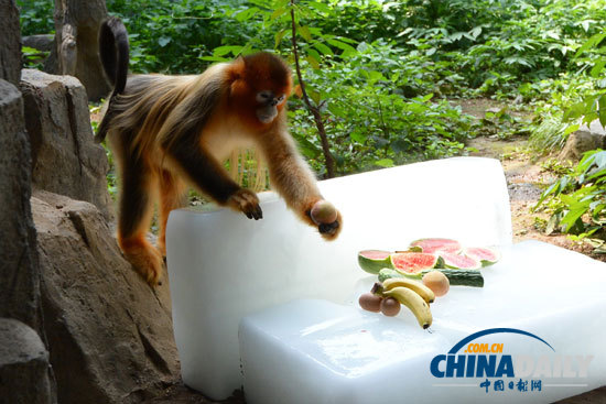 武汉遭遇持续高温 大熊猫金丝猴冰上吃水果