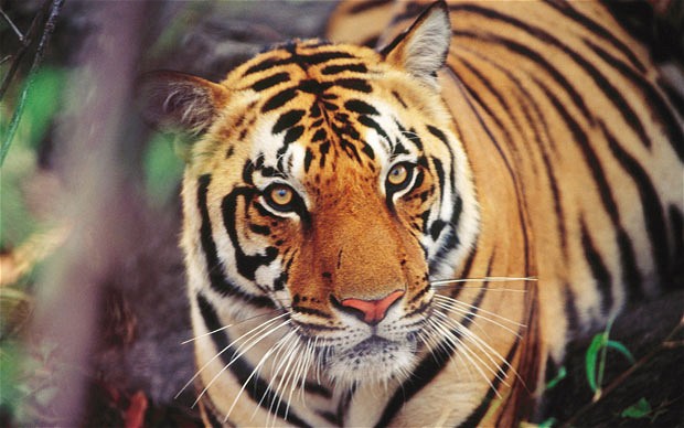 为保护濒危老虎 印度法院下令禁止游客进入保护区
