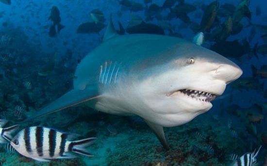 鲨鱼伤人事件频发 法国政府出资鼓励渔民捕杀