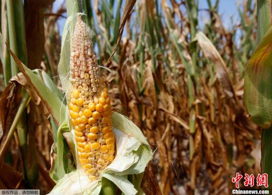 美国旱灾更趋严重 农作物收成显著恶化