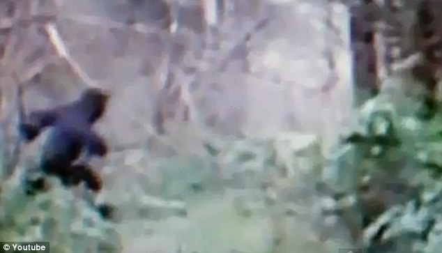 “大脚野人”出现在美国俄亥俄州？ 网上视频引热议