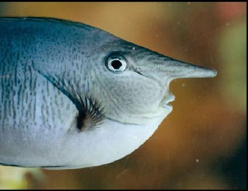 英国“独角兽”鱼长相奇特 可根据水质变色