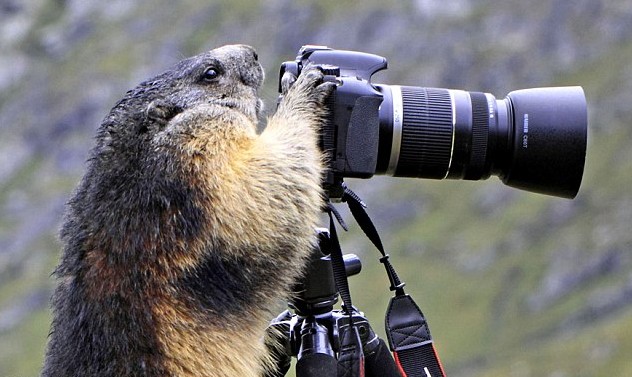 土拨鼠爱摄影：奥地利摄影师实拍阿尔卑斯山区调皮“小精灵”