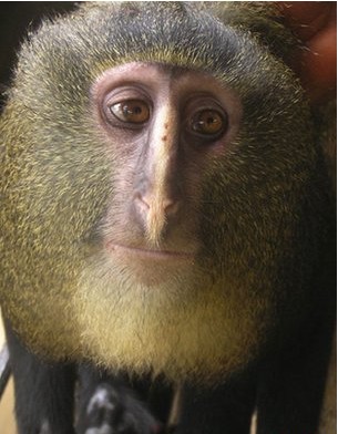 科学家在非洲森林发现猴子新品种 该地区生态急需保护