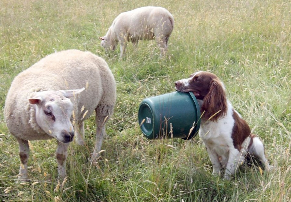 英国牧羊犬变身“奶妈” 叼奶瓶喂小羊羔画面超有爱