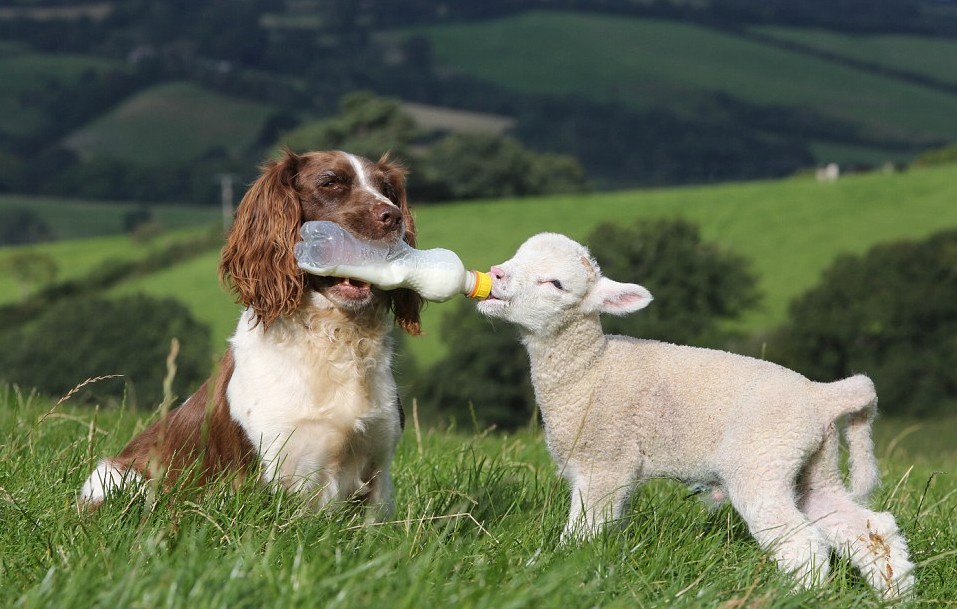 英国牧羊犬变身“奶妈” 叼奶瓶喂小羊羔画面超有爱