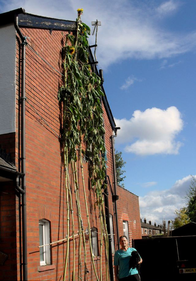 英国菜农种出7.9米高向日葵 距世界纪录仅差0.1米