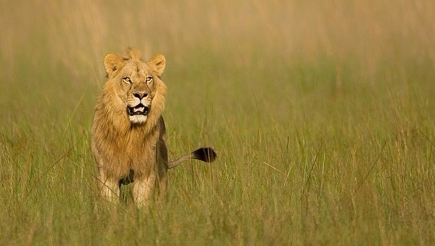 非洲惊现变性母狮 激素失调长出雄性鬃毛[1]