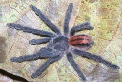 巴西雨林发现多个狼蛛新品种 色泽鲜艳曾“被灭绝”