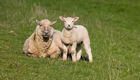 科学家呼吁英国进口新西兰羔羊 以降低畜牧业