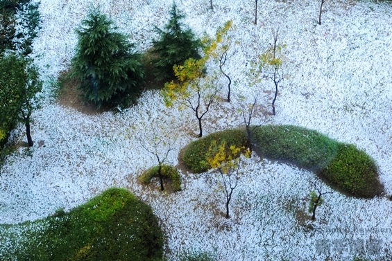 北京初雪 秋风染黄银杏