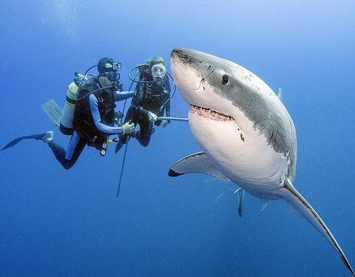 巴西摄影师亲密接触大白鲨累计24小时 从未被咬伤