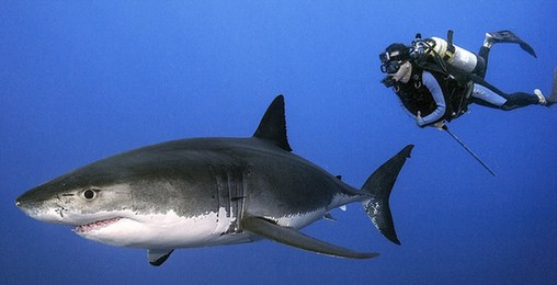 巴西摄影师亲密接触大白鲨累计24小时 从未被咬伤