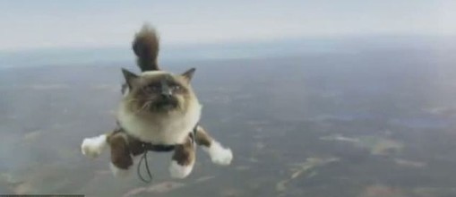 瑞典公司拍摄猫咪跳伞视频引发热议 被指虐猫