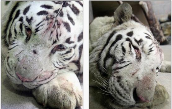 捷克白老虎上演“飞越动物园” 3名工作人员被抓伤