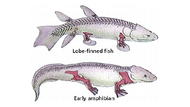 西班牙科学家培育出长“腿”斑马鱼 有望再现进化过程